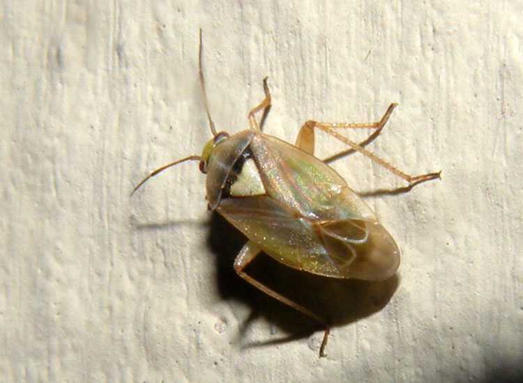 Miridae: Lygus rugulipennis dell''Emilia (RE)